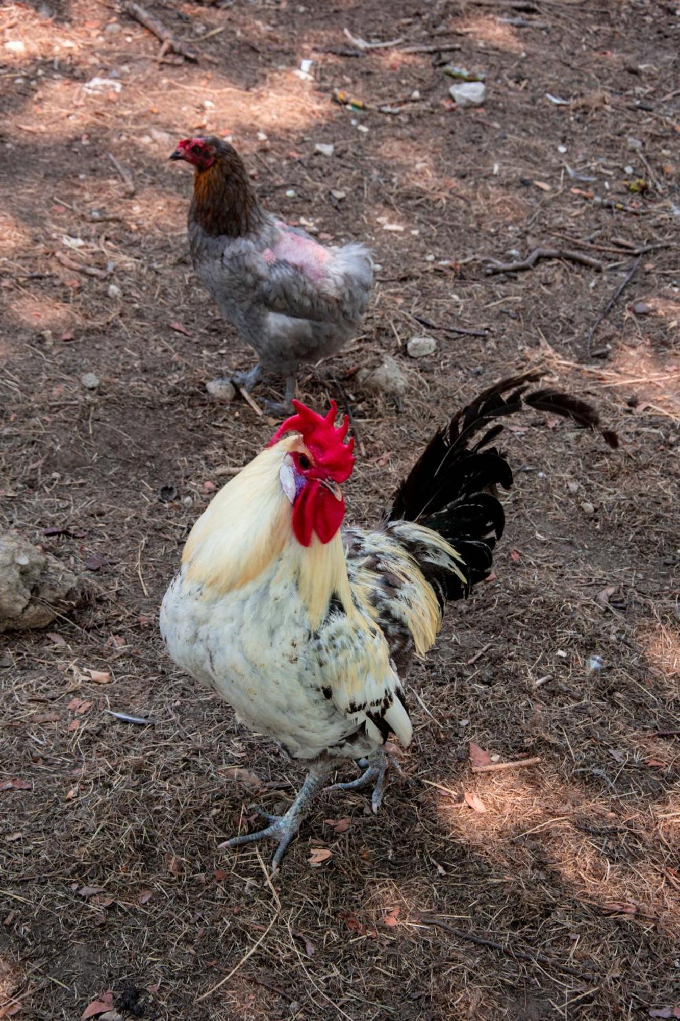 Pres Du Zoo De Beauval, Gites Agreable "Au Havre De Paix" Couffy Zewnętrze zdjęcie